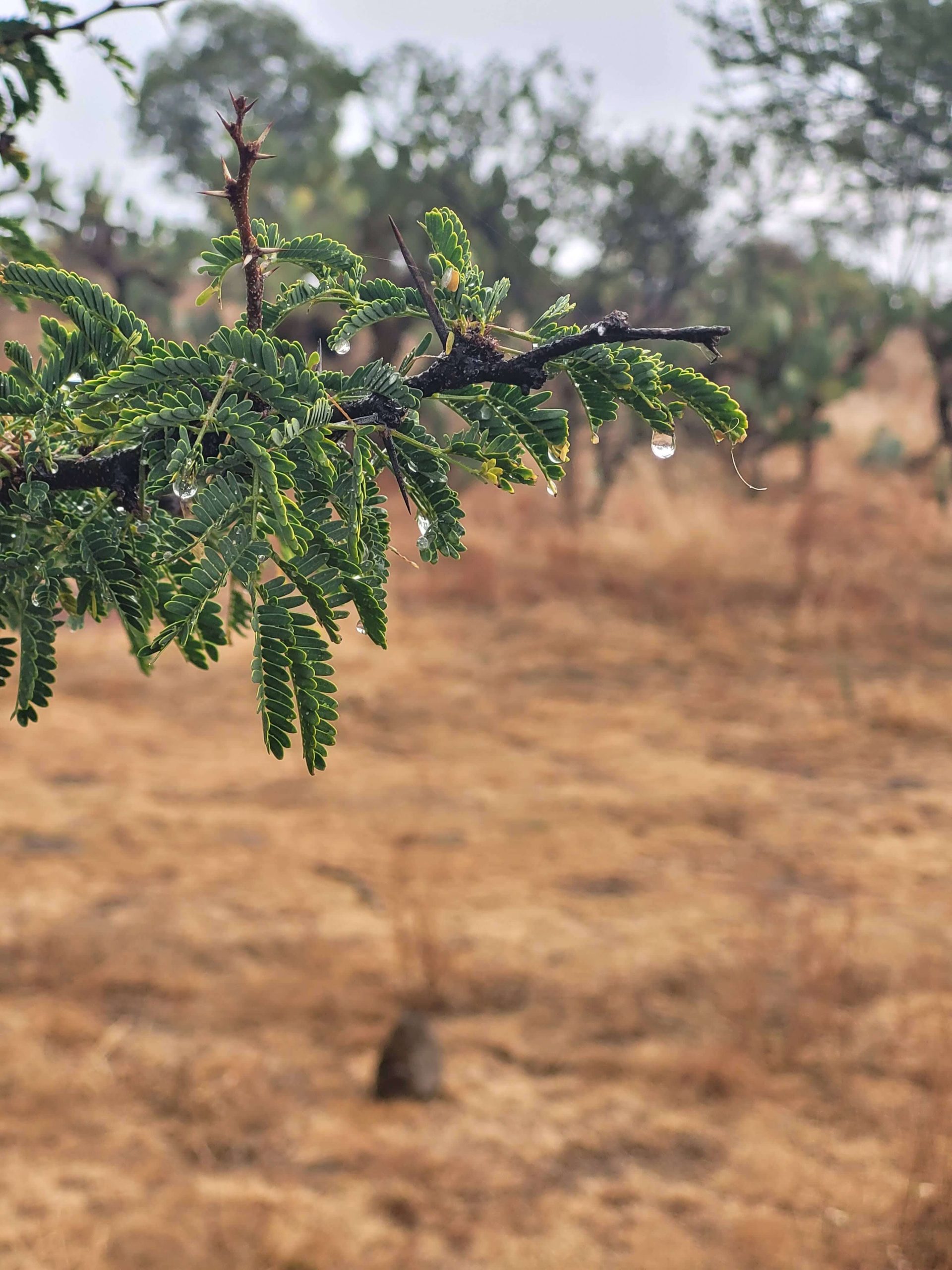Imagen del desarrollo Campestre con terrenos campestres en venta en Aguascalientes.
